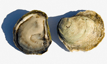 click here to read more about Oysters - East Coast - Crassostrea virginica