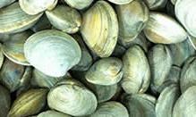 click here to read more about Clams