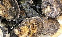 click here to read more about Oysters - European Flats - Ostrea edulis 