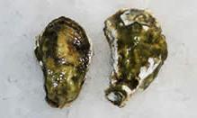 click here to read more about Oysters - Kumamoto - Crassostrea sikamea