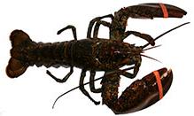 click here to read more about Lobster