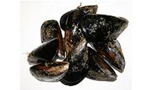 click here to read more about Mussels
