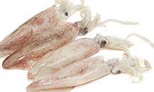 click here to read more about Squid