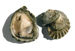 click here to read more about Oysters - Olympia - Ostrea lurida